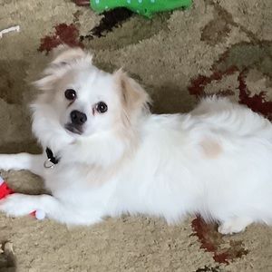 Meet your Posher, Gaye